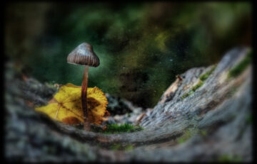 Magical Vacation With Magic Mushrooms