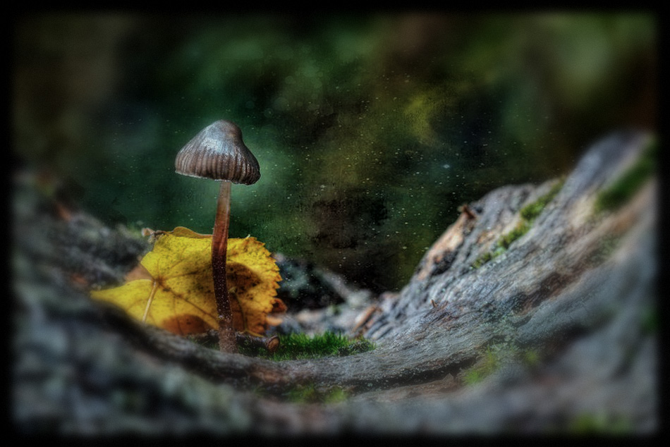 Magical Vacation With Magic Mushrooms