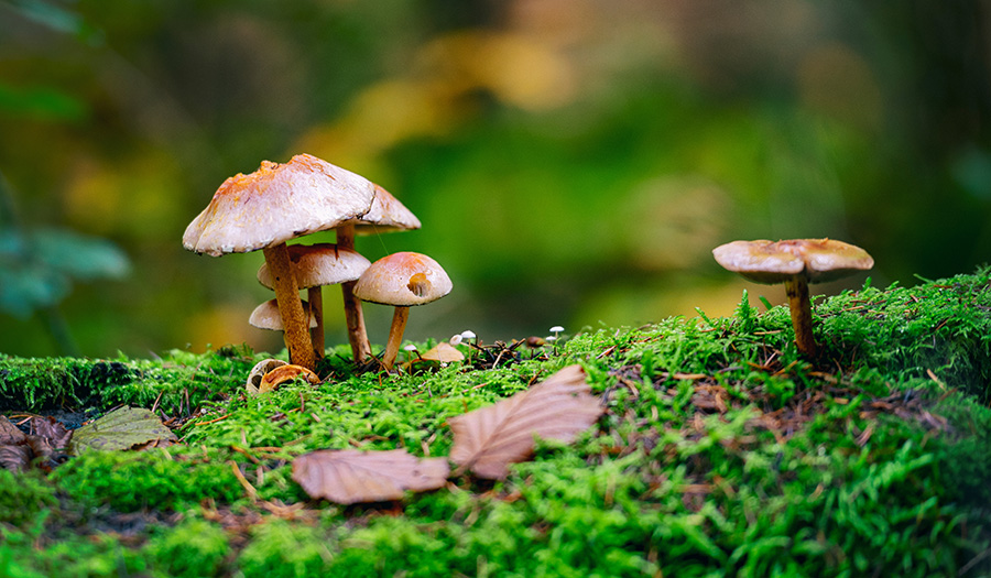 5 Ways Mushrooms Are Changing The Future Of Health