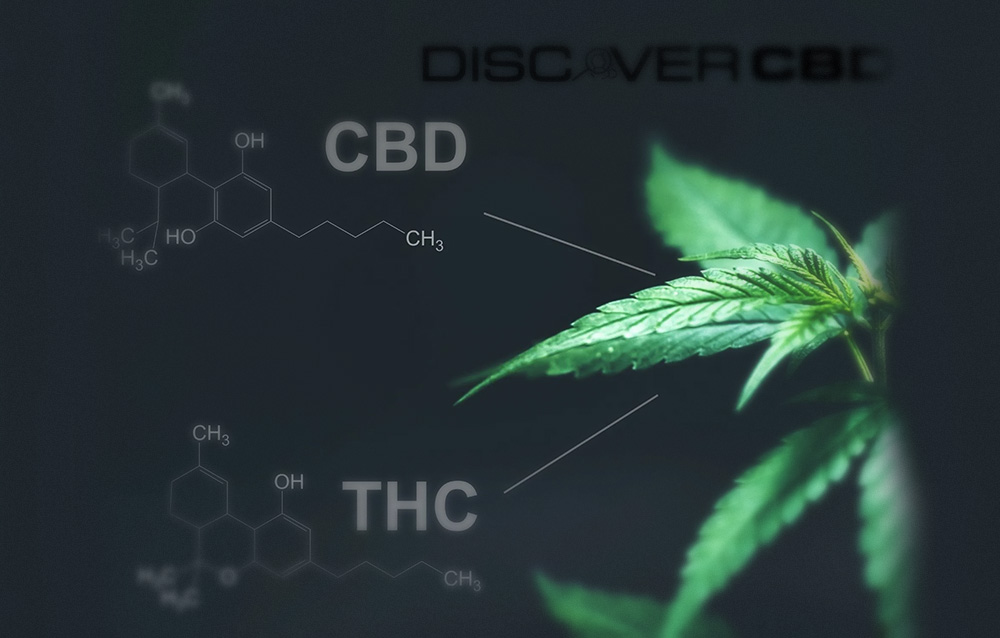 CBD Studies Show Positive Results for Chronic Illness/Pain