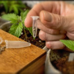 12 Best Seed Banks - Top-rated Reputable Cannabis Seed Companies that Ship to USA