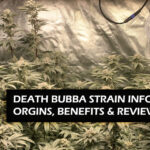Death Bubba Strain Review