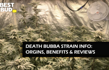 Death Bubba Strain Review