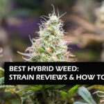 Best Hybrid Weed Strains