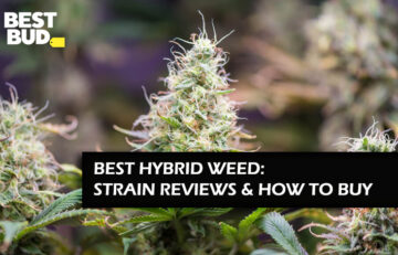Best Hybrid Weed Strains
