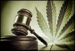 Where is Cannabis Legal in the United States?