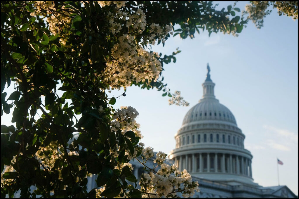 Delta 8 Edibles: A Legal Breakdown