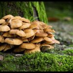 How to identify edible mushrooms when foraging for food in the wild