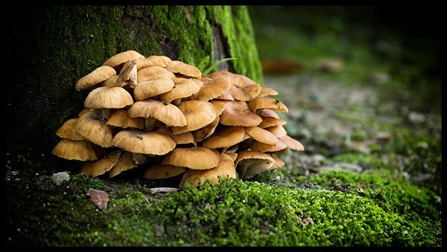 How to identify edible mushrooms when foraging for food in the wild