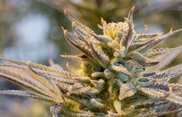 What Delta-9-THC Can Do for Your Health