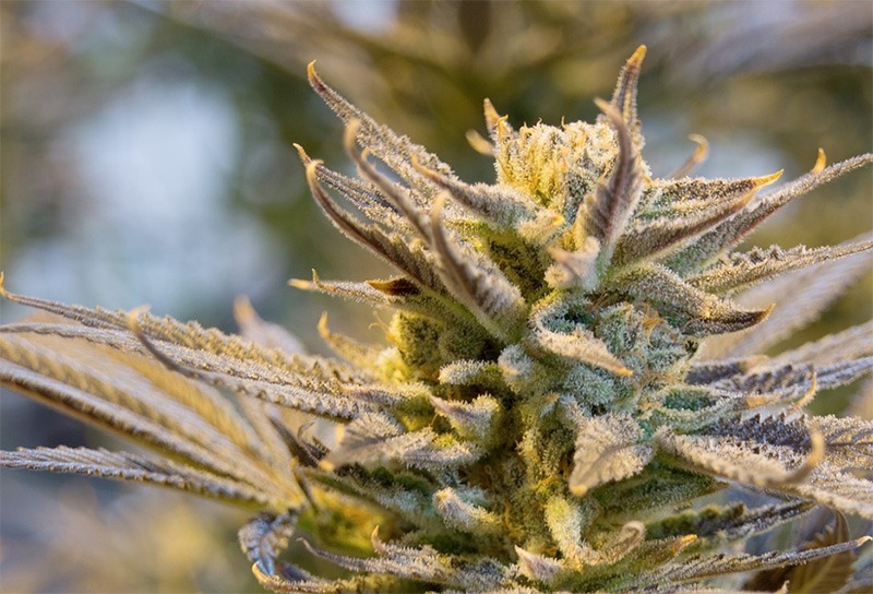 What Good Delta-9-THC Can Do for Your Health