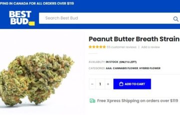 Peanut Butter Breath Strain Review