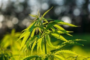 How to Increase Trichomes Production