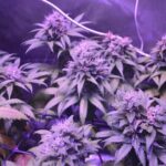 The Best Way To Grow Hybrid Strains