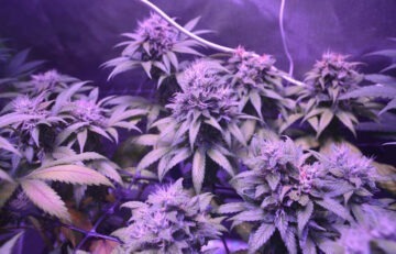 The Best Way To Grow Hybrid Strains