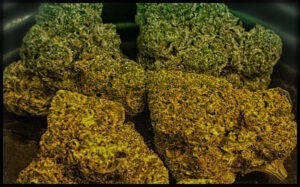 Apple Tartz Strain Review