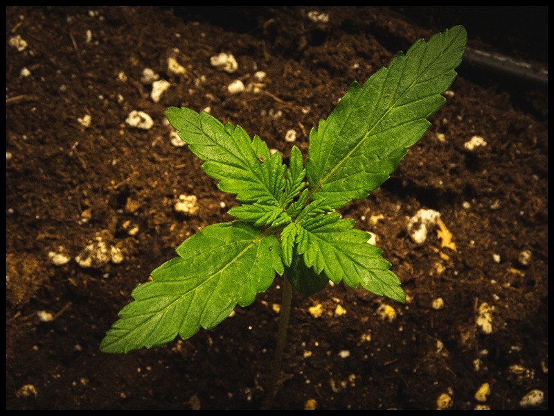 Cannabis Grow Space