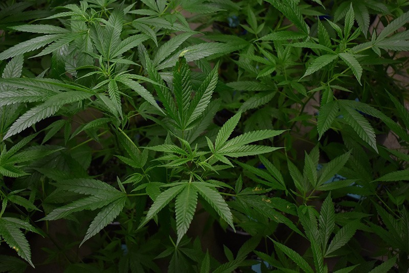 Cannabis Grow Space