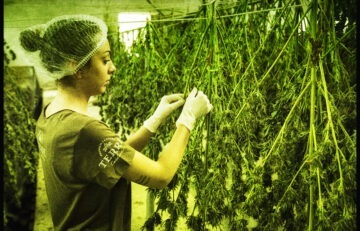 How To Dry and Cure Cannabis in 2023