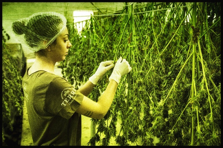 How To Dry And Cure Cannabis In 2023 - Spinfuel