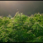 How To Perfect The Sea Of Green (SOG) Technique