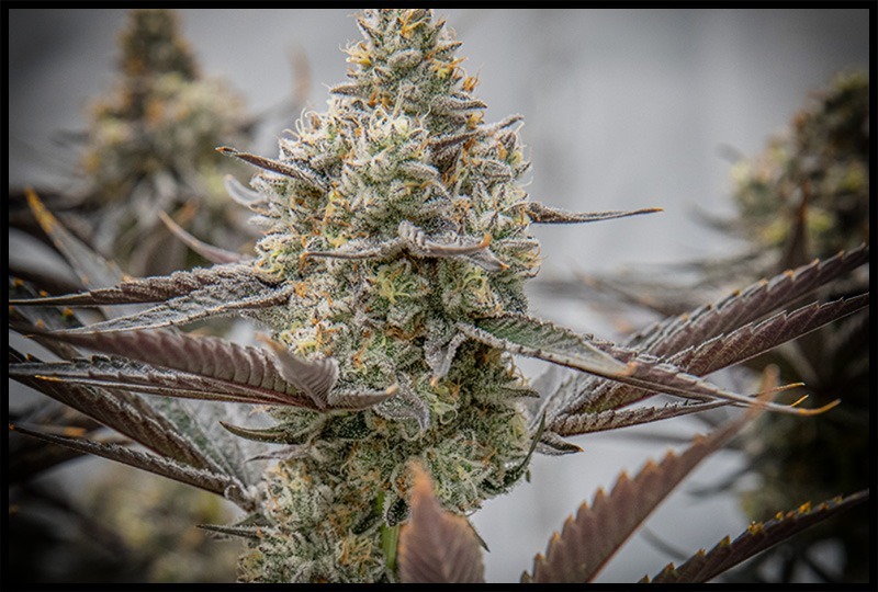 A Sweet, Yet Strong, Oreoz Cannabis Strain – A Review