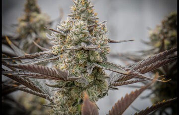 A Sweet, Yet Strong, Oreoz Cannabis Strain – A Review