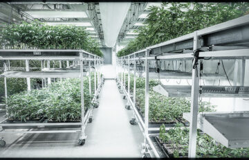 Cannabis Industry's Fast Expanding Grow Room Automation