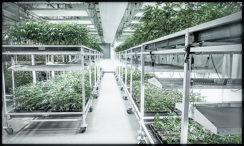 Cannabis Industry's Fast Expanding Grow Room Automation