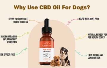 How Much CBD Oil Should I Give My Dog
