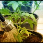 How To Flush Marijuana Plants Effectively