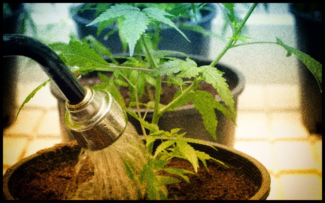 How To Flush Marijuana Plants Effectively