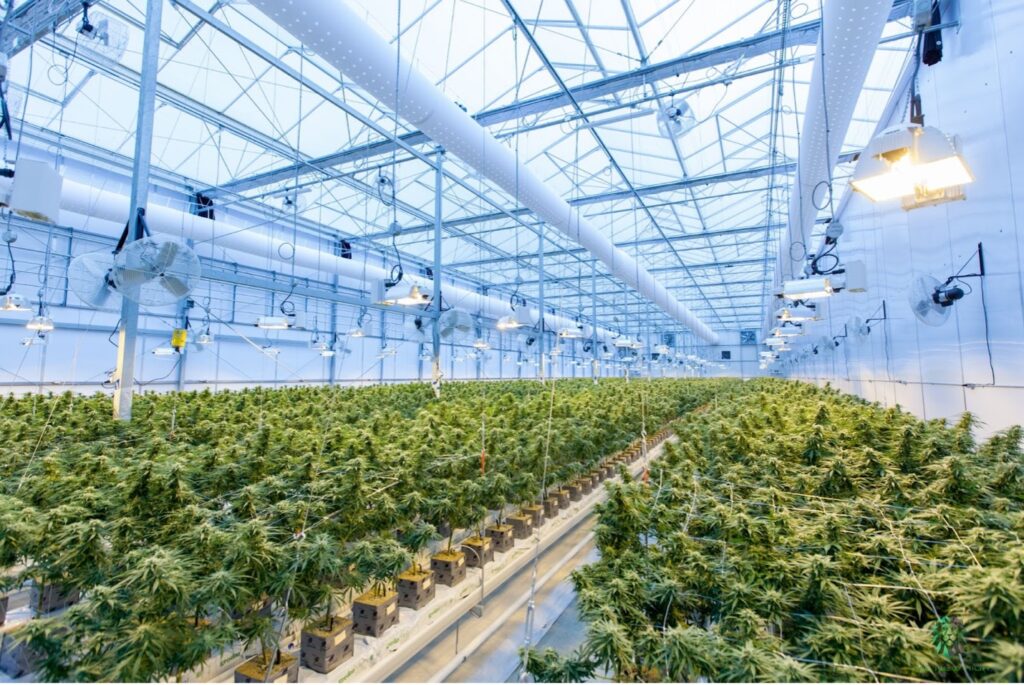 The Advancements In Cannabis Cultivation Techniques And Technologies