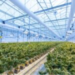 The Advancements In Cannabis Cultivation Techniques And Technologies