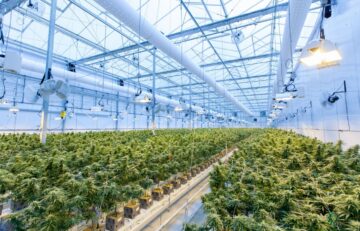 The Advancements In Cannabis Cultivation Techniques And Technologies