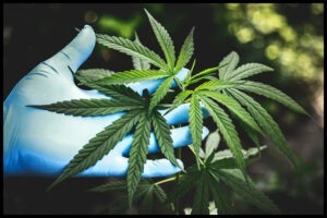 The Benefits of Using THC Flower for Medicinal Purposes