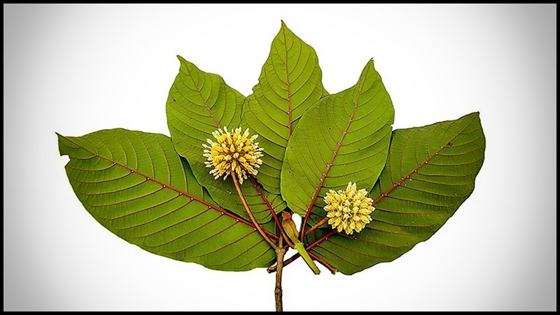 A Comprehensive Guide to Understanding the Different Types Strains of Kratom