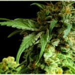 A Sativa Marvel of Lemon Pound Cake Strain