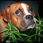 My Dog Ate My Weed! What Can I Do?