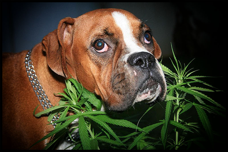 My Dog Ate My Weed! What Can I Do?