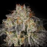 The Brilliant Bacio Gelato Strain - A 2023 Review