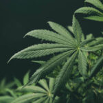 How Long Does Weed Stay in Your Bloodstream