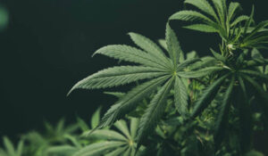 How Long Does Weed Stay in Your Bloodstream