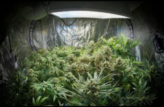 How To Cool A Grow Tent Without Air Conditioning
