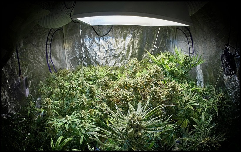 How To Cool A Grow Tent Without Air Conditioning