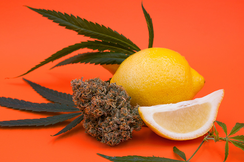 Terpenes Unleashed: Unlocking The Unique Tastes Of Cannabis