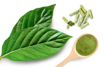 Green Maeng Da Kratom: Effects, Dosage and Benefits of Kratom Strains