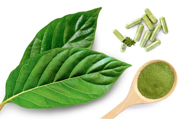 Green Maeng Da Kratom: Effects, Dosage and Benefits of Kratom Strains