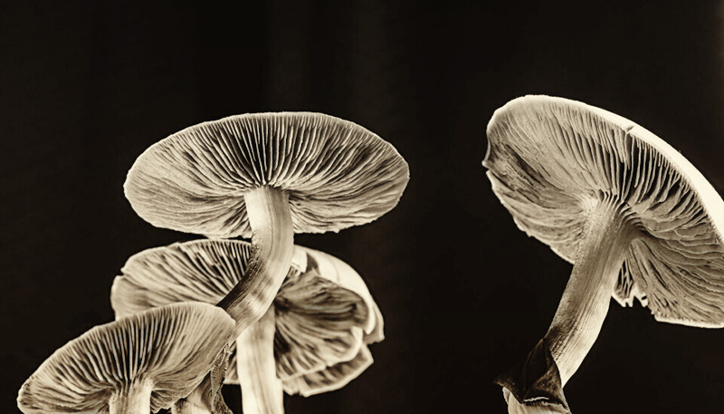 Psychedelic Mushrooms for Medical Purposes: Unveiling Nature's Potential
