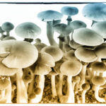 Psychedelic Mushrooms for Medical Purposes: Unveiling Nature's Potential